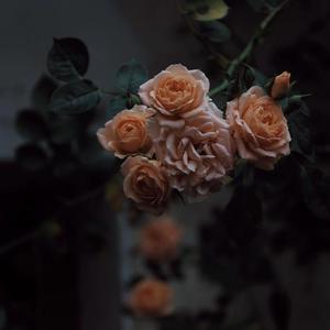 香香公主和爱犬1-6季种子
